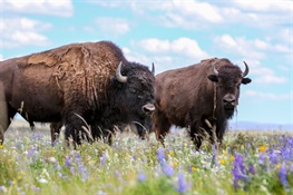 BISON ON THE EDGE: Scientists, Indigenous Peoples, Government Officials, Ranchers, Gather to Develop Roadmap for Rewilding North America Bison